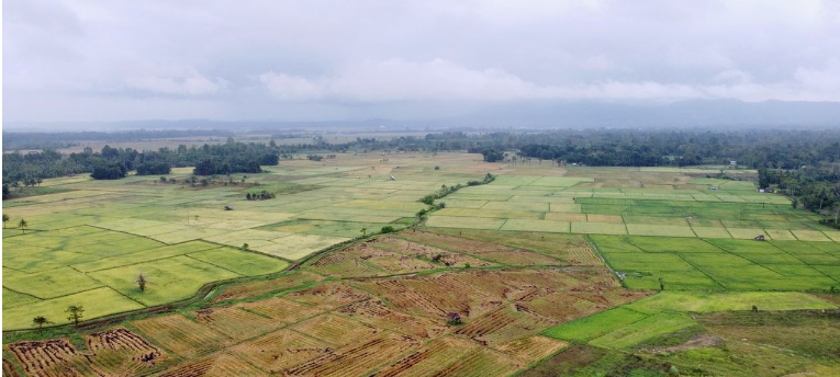 300 Hektar Lahan Sawah di Barru Sulsel Terancam Gagal Panen